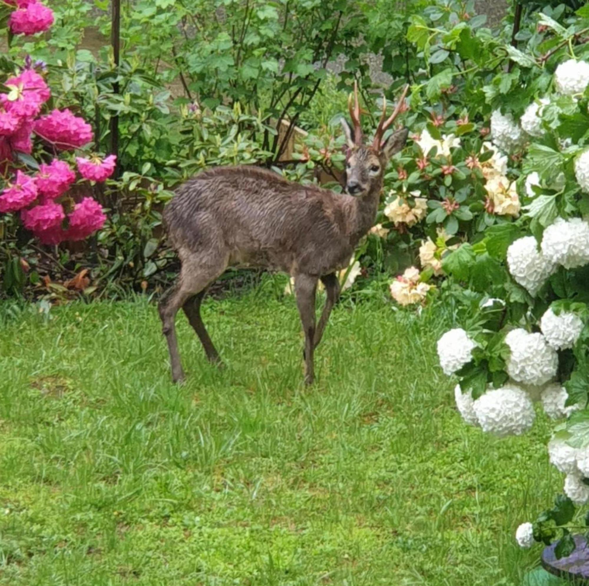 Hotel Les Tables Aux Vaches Raviege La Salvetat-sur-Agout Exterior foto